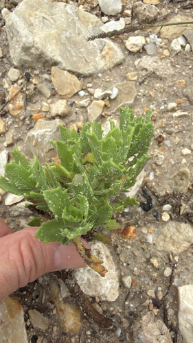Rayjacksonia phyllocephala, photograph 3