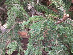 Tsuga canadensis