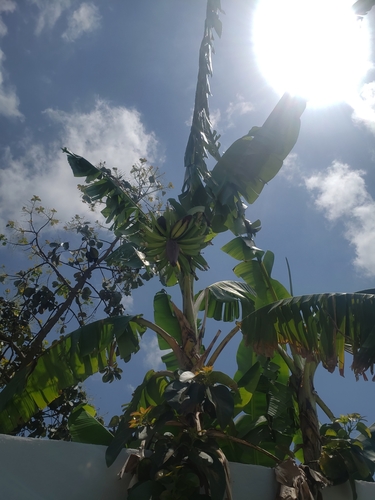 Musa x paradisiaca, photographed by an iNaturalist contributor