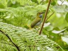 Camaroptera superciliaris