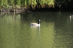 Branta canadensis