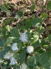 Fothergilla