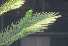 Brotogeris chiriri
