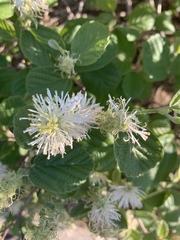 Fothergilla