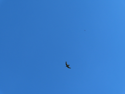 Peregrine Falcon