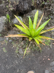 Werauhia kupperiana, photograph (c) Aidan, some rights reserved (CC BY)