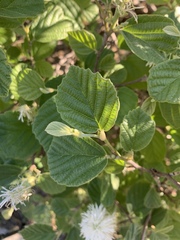 Fothergilla