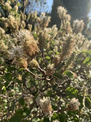 Fothergilla