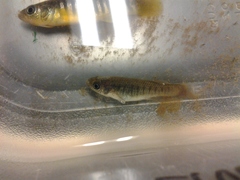 Fundulus luciae