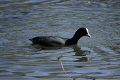 Fulica atra