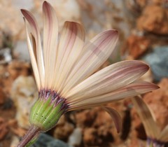 Dimorphotheca pinnata