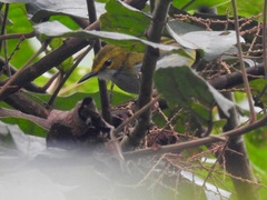 Camaroptera superciliaris