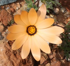 Dimorphotheca pinnata