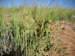 Ephedra cutleri