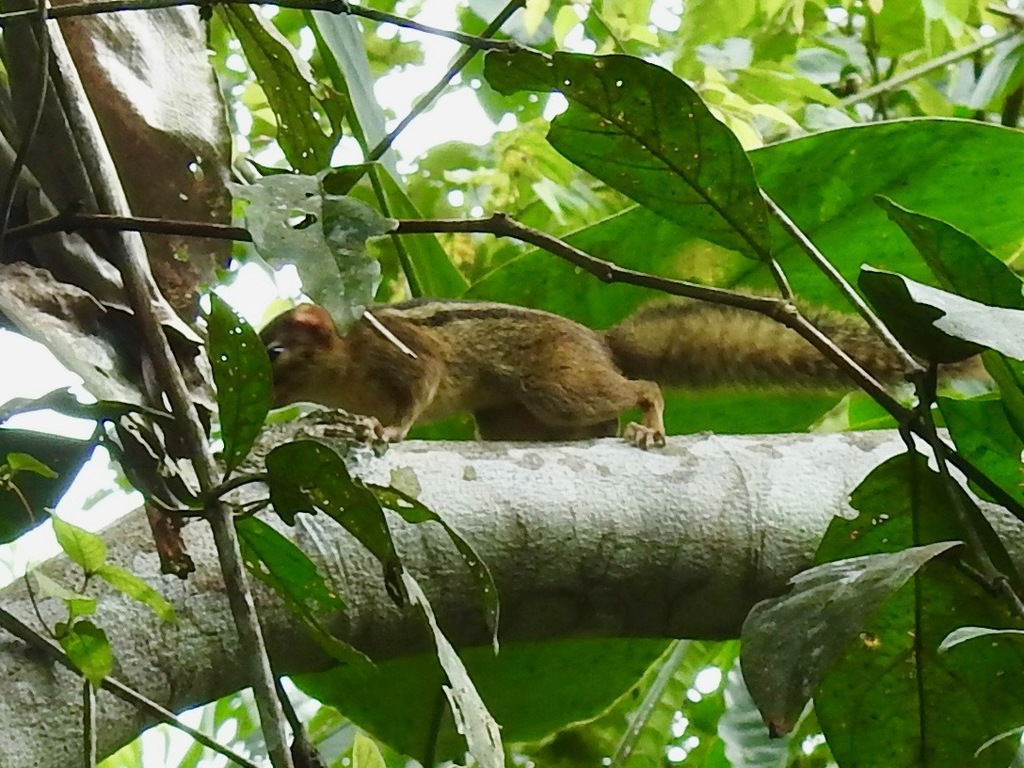 Ribboned Rope Squirrel