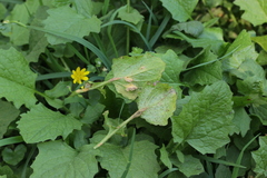 Puccinia lapsanae