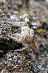 Phidippus comatus