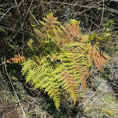 Pteridium aquilinum decompositum