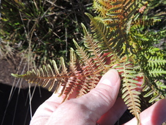 Pteridium aquilinum decompositum