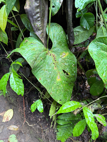 Anthurium ochranthum, photograph 2