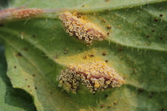 Puccinia lapsanae
