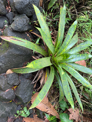 Werauhia kupperiana, photograph (c) Aidan, some rights reserved (CC BY)