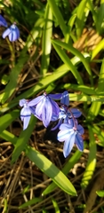Scilla siberica