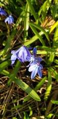 Scilla siberica
