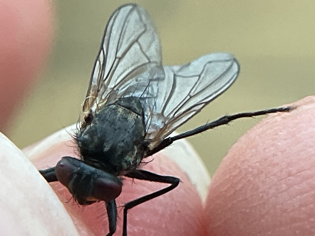 Angioneura acerba