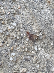 Prenolepis nitens