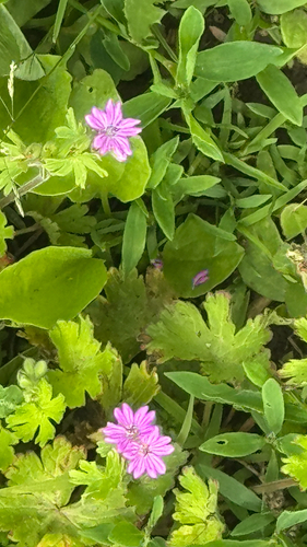 Dove's-foot crane's-bill