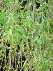 Salix × pendulina