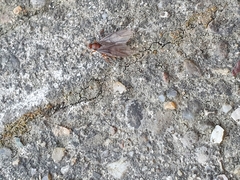 Prenolepis nitens
