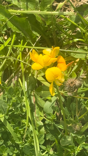 bird's-foot trefoil