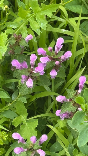 Spotted deadnettle