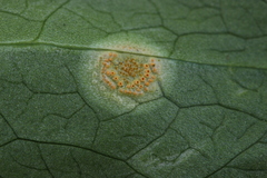 Puccinia sessilis