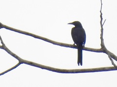 Onychognathus fulgidus