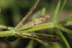 Leptotrochila verrucosa