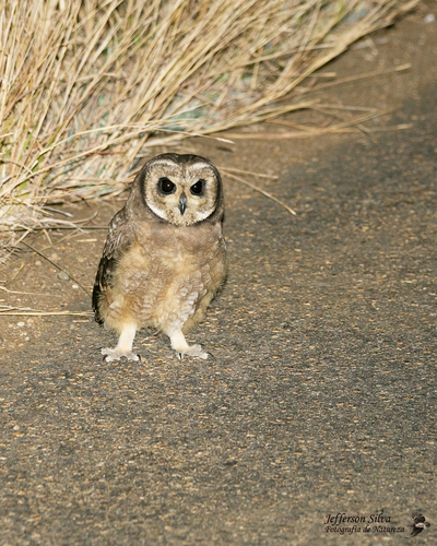 iNaturalist image