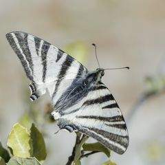 Iphiclides podalirius