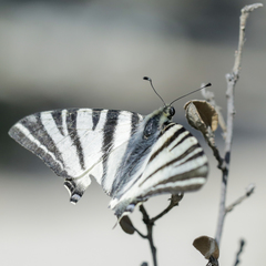 Iphiclides podalirius