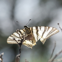 Iphiclides podalirius