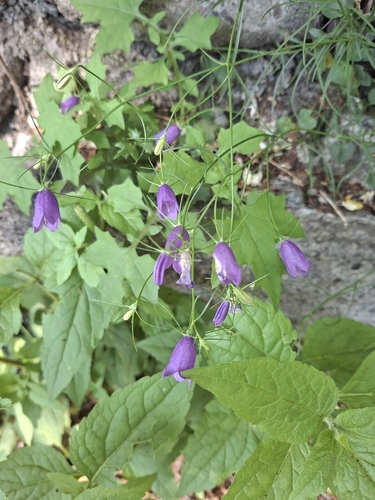 Campanula carnica, photograph 4