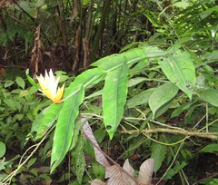 Heliconia aurantiaca
