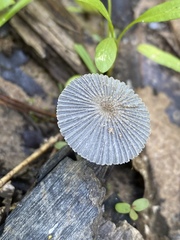 Lanatulae