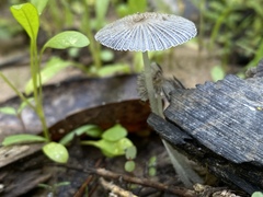 Lanatulae