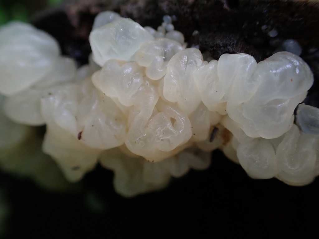 white jelly fungus · May 2026 · photo: Photo: no rights reserved · iNaturalist