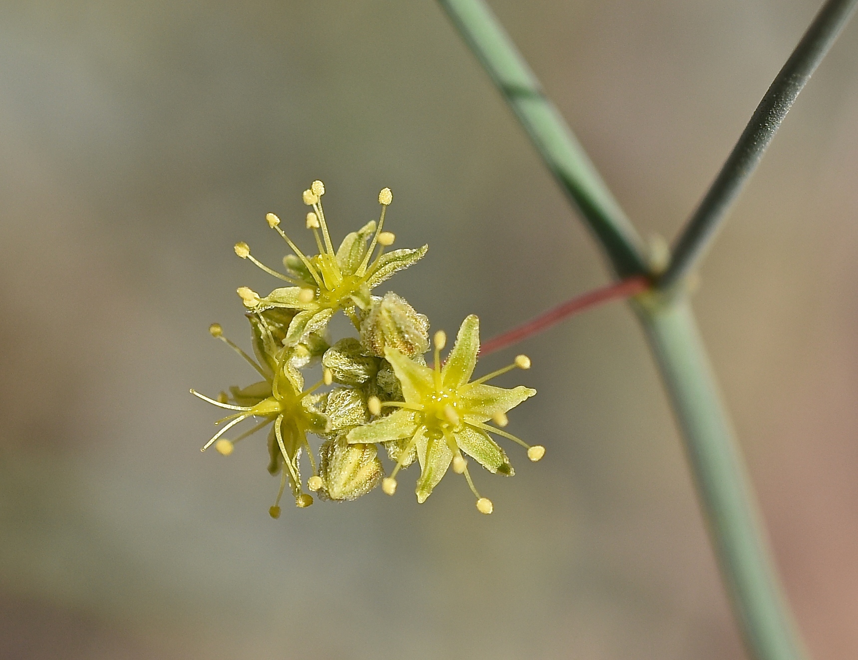 Eriogonum inflatum