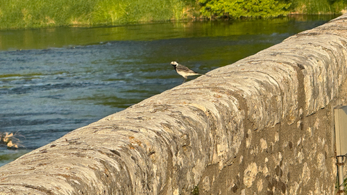 White Wagtail