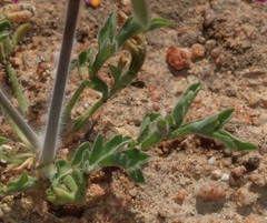 Pelargonium incrassatum